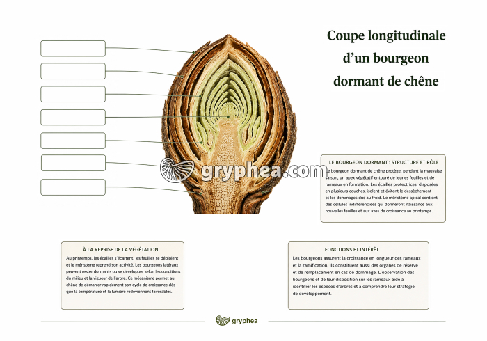 Coupe longitudinale d'un bourgeon dormant de chêne - document à légender 1 - gryphea.org